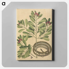 アートパネル-The Ribbon Snake
 - マーク ケイツビー Canvas.