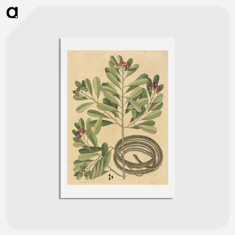 アートポストカード-The Ribbon Snake
 - マーク ケイツビー Postcard.