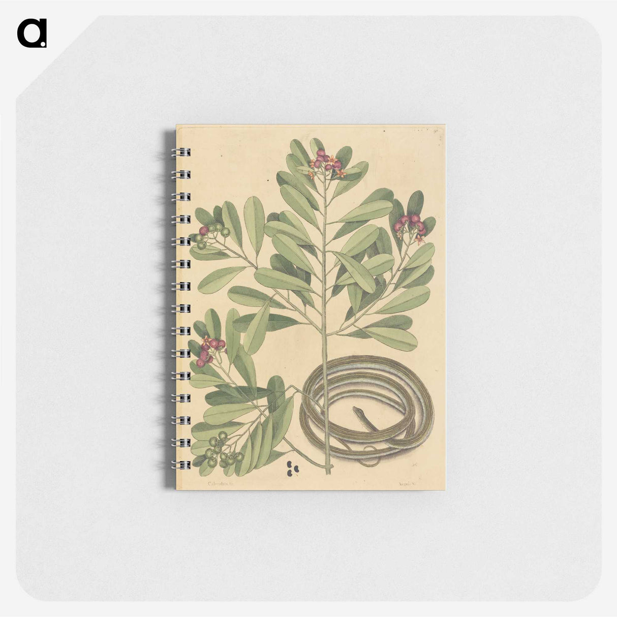 2-34_Mark-Catesby_memo