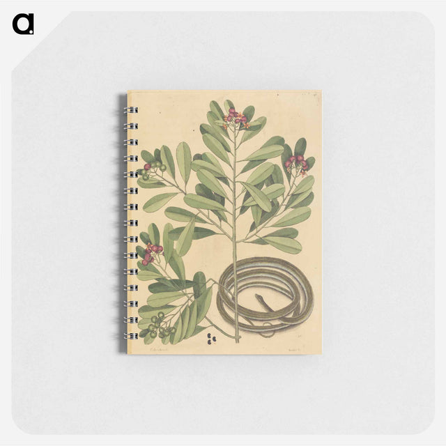 アートメモ帳-The Ribbon Snake
 - マーク ケイツビー Memo.