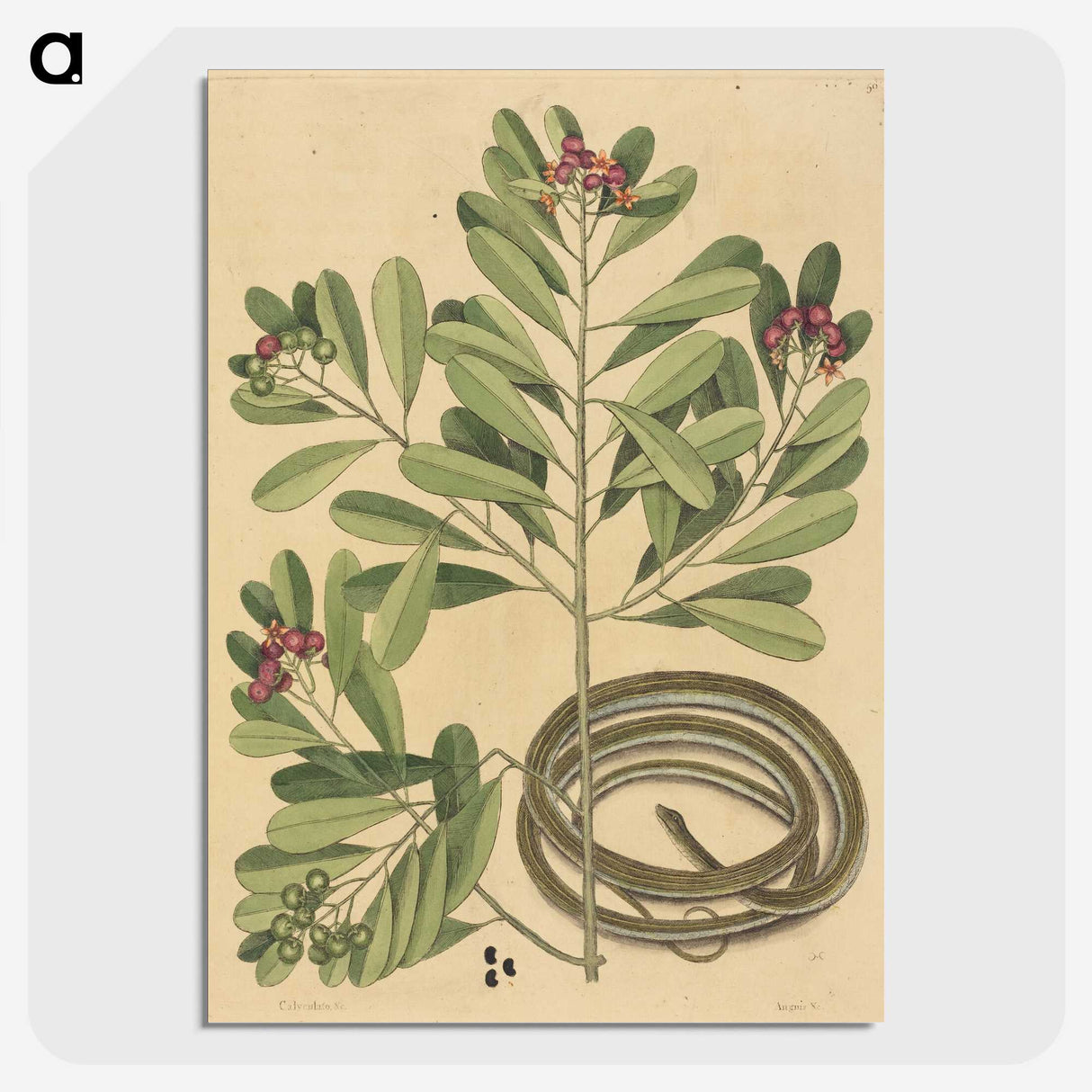2-34_Mark-Catesby_picture-crop