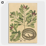 2-34_Mark-Catesby_picture-crop