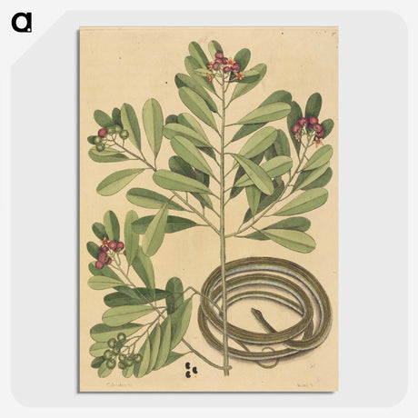 2-34_Mark-Catesby_picture-crop