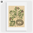 2-34_Mark-Catesby_picture