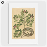 2-34_Mark-Catesby_picture