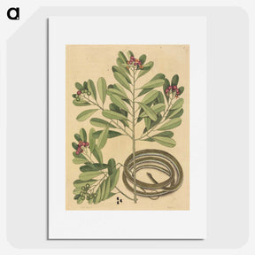 2-34_Mark-Catesby_picture