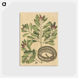 アートポストカード-The Ribbon Snake
 - マーク ケイツビー Postcard.