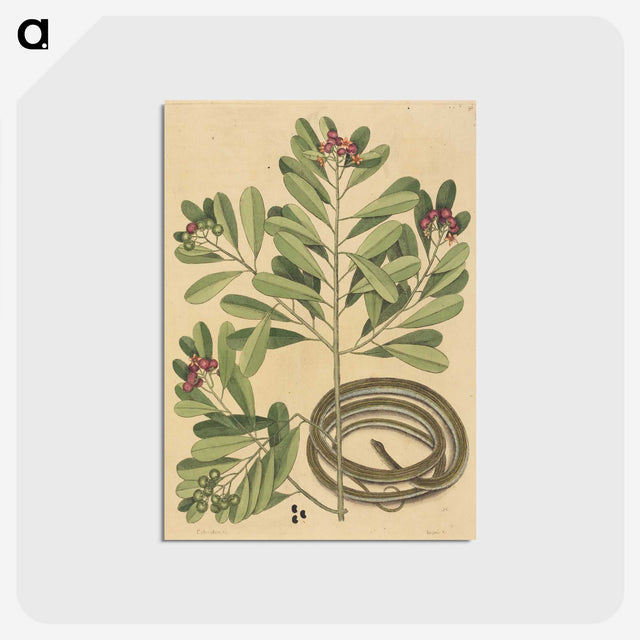 2-34_Mark-Catesby_postcard