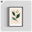 アートポスター-Styrax Benzoin Illustration
 - 薬用植物学 Poster.