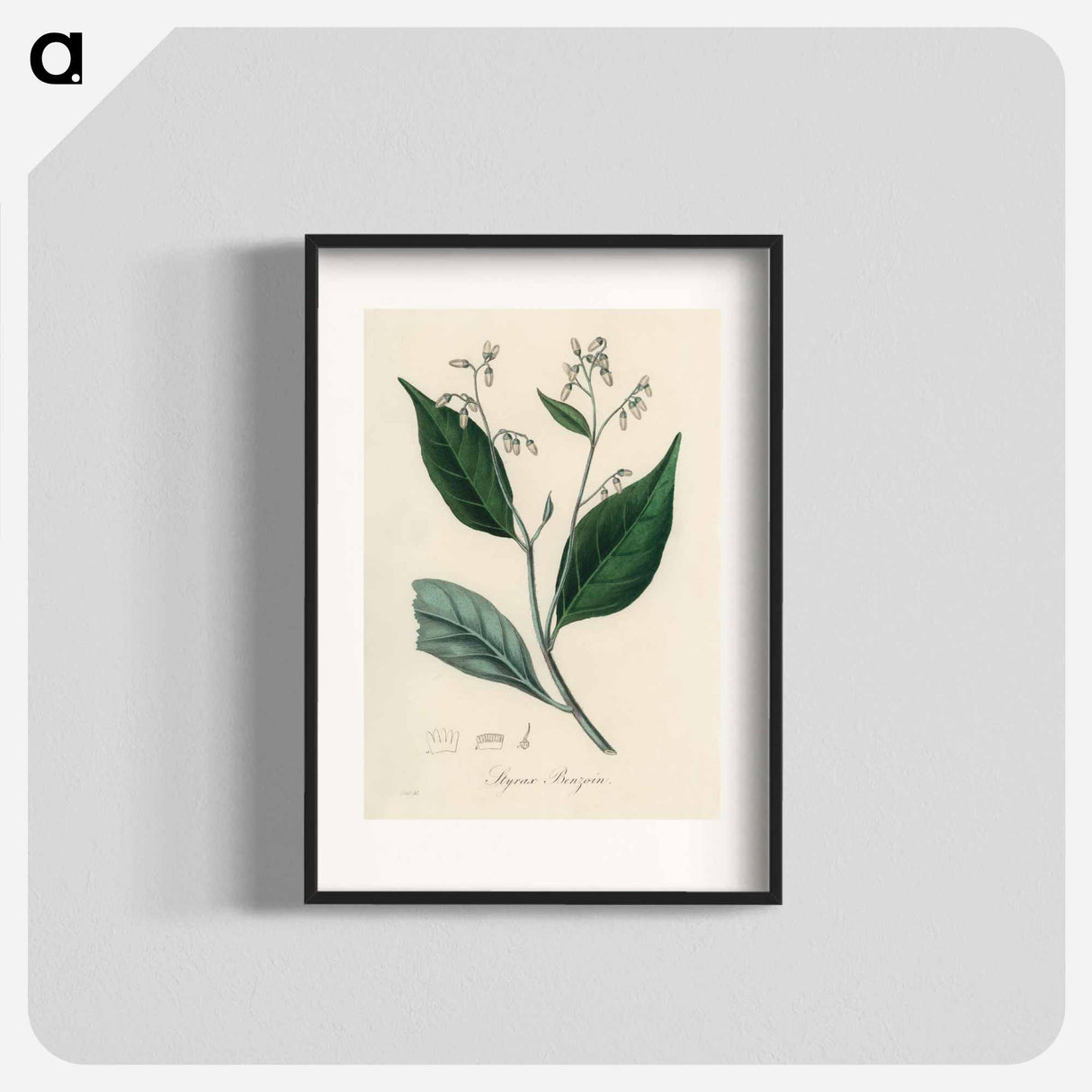 アートポスター-Styrax Benzoin Illustration
 - 薬用植物学 Poster.