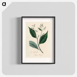 アートポスター-Styrax Benzoin Illustration
 - 薬用植物学 Poster.