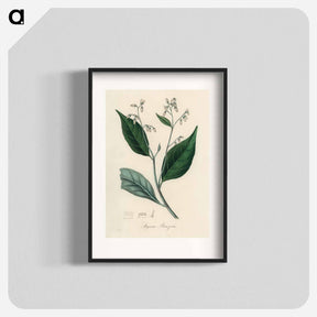 アートポスター-Styrax Benzoin Illustration
 - 薬用植物学 Poster.