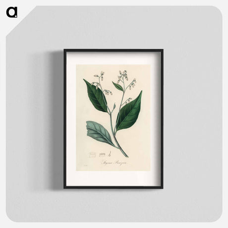 アートポスター-Styrax Benzoin Illustration
 - 薬用植物学 Poster.