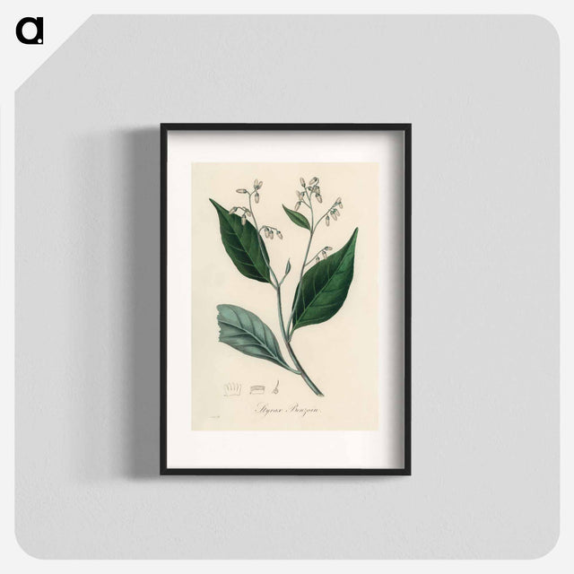 アートポスター-Styrax Benzoin Illustration
 - 薬用植物学 Poster.
