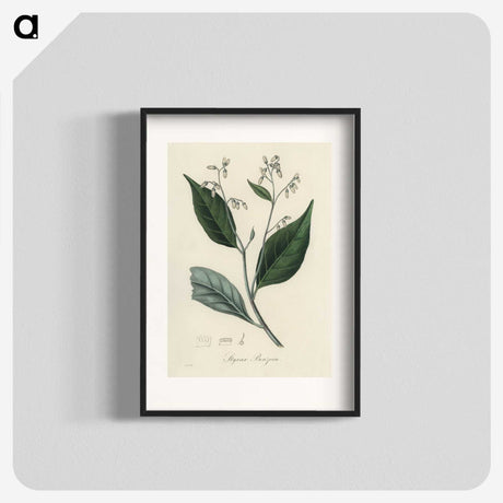 2-34_Medical-Botany_blk