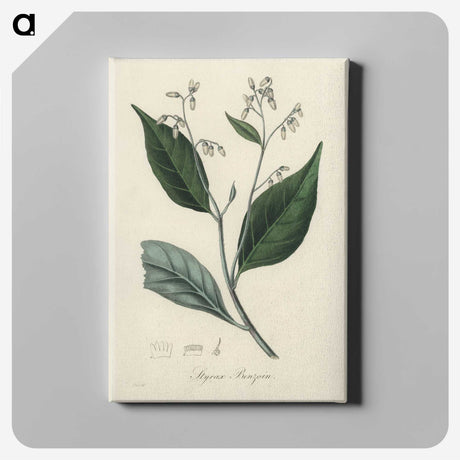 2-34_Medical-Botany_canvas