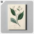 アートパネル-Styrax Benzoin Illustration
 - 薬用植物学 Canvas.