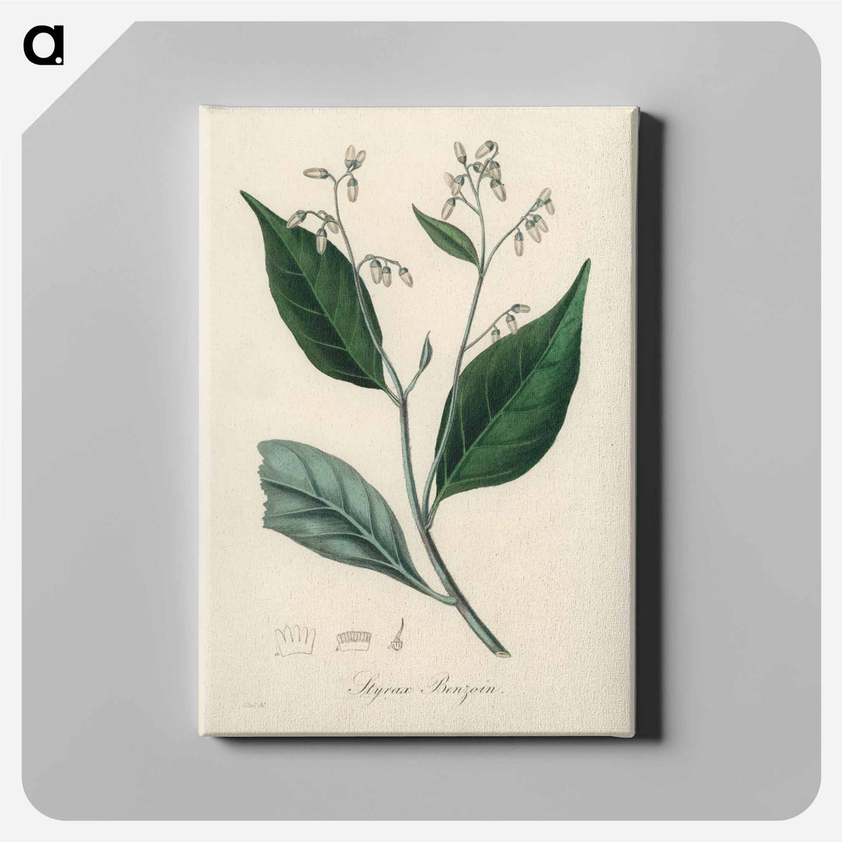 アートパネル-Styrax Benzoin Illustration
 - 薬用植物学 Canvas.