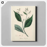 アートパネル-Styrax Benzoin Illustration
 - 薬用植物学 Canvas.