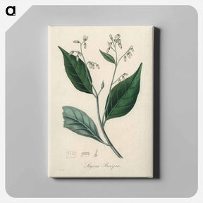 アートパネル-Styrax Benzoin Illustration
 - 薬用植物学 Canvas.
