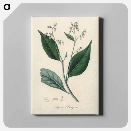 アートパネル-Styrax Benzoin Illustration
 - 薬用植物学 Canvas.