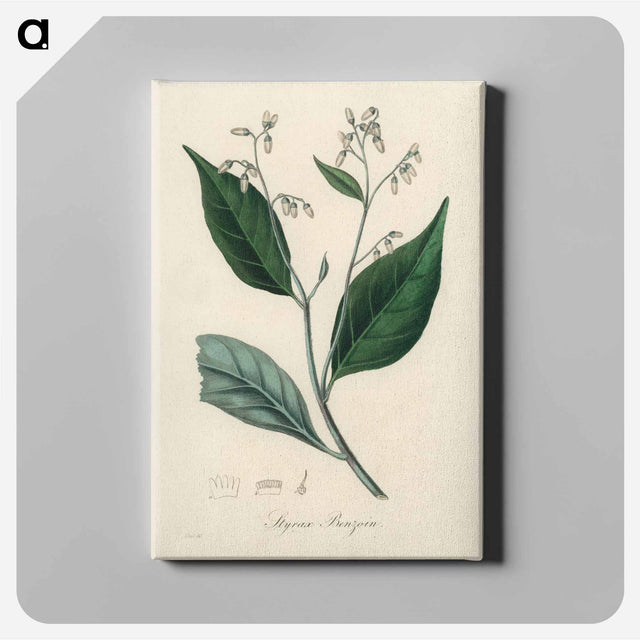 アートパネル-Styrax Benzoin Illustration
 - 薬用植物学 Canvas.