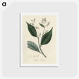 2-34_Medical-Botany_hagaki