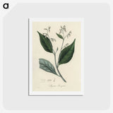 2-34_Medical-Botany_hagaki