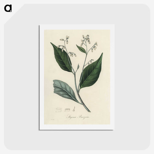 安息香の木の図解 - 薬用植物学 Postcard.