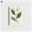 アートメモ帳-Styrax Benzoin Illustration
 - 薬用植物学 Memo.