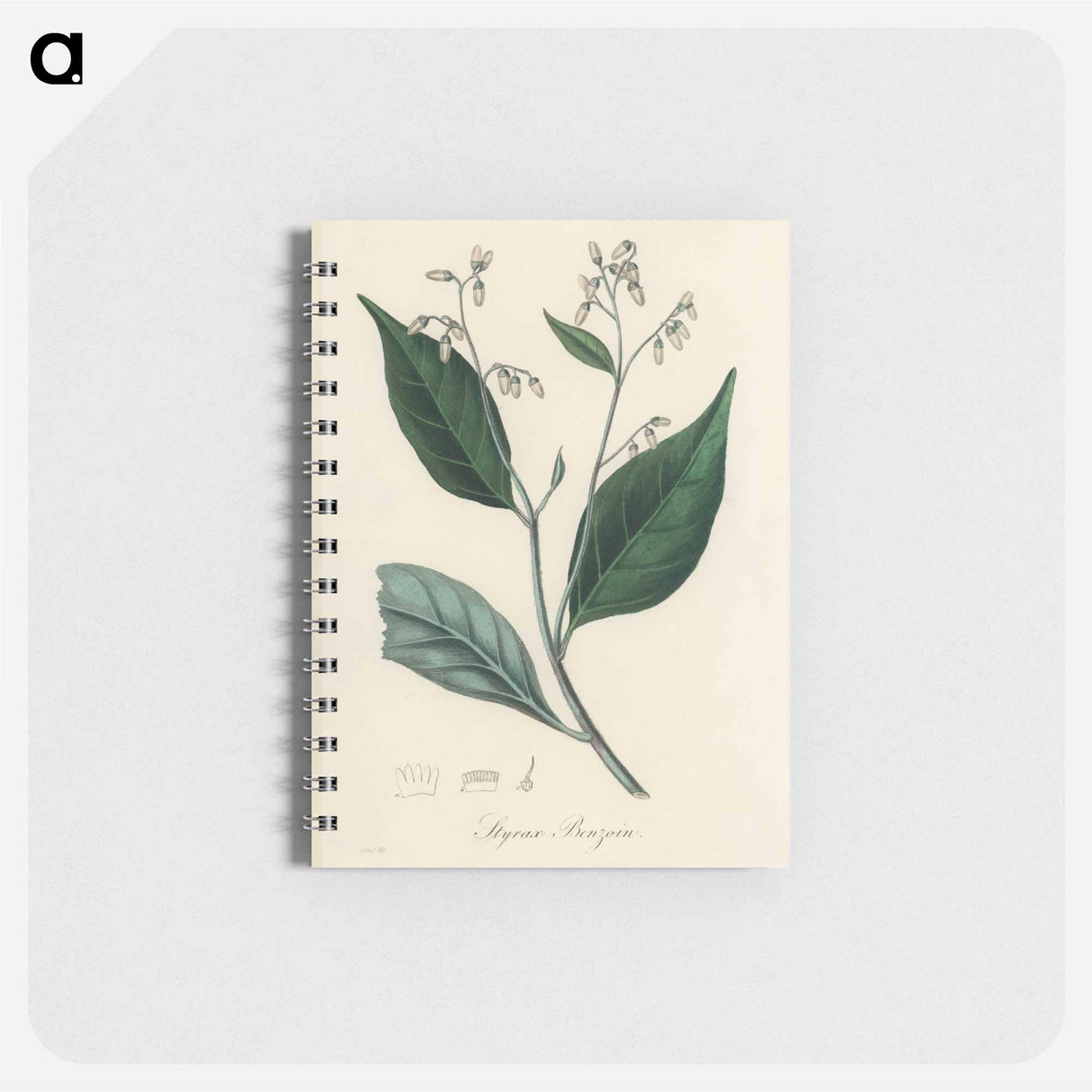 アートメモ帳-Styrax Benzoin Illustration
 - 薬用植物学 Memo.