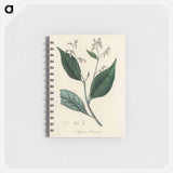 アートメモ帳-Styrax Benzoin Illustration
 - 薬用植物学 Memo.