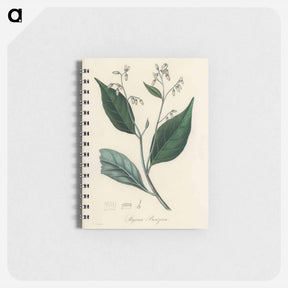 アートメモ帳-Styrax Benzoin Illustration
 - 薬用植物学 Memo.