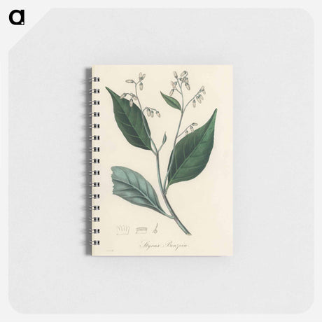 アートメモ帳-Styrax Benzoin Illustration
 - 薬用植物学 Memo.