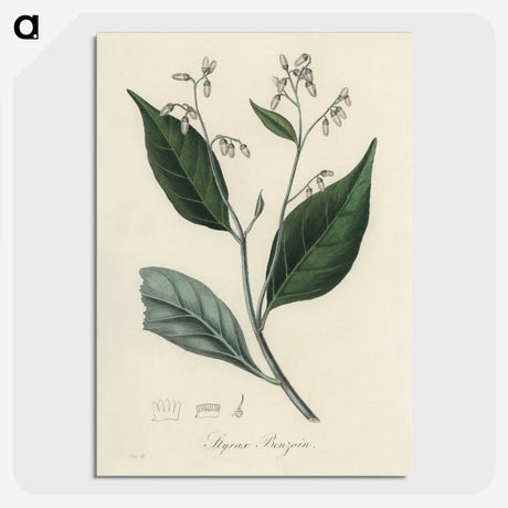 2-34_Medical-Botany_picture-crop