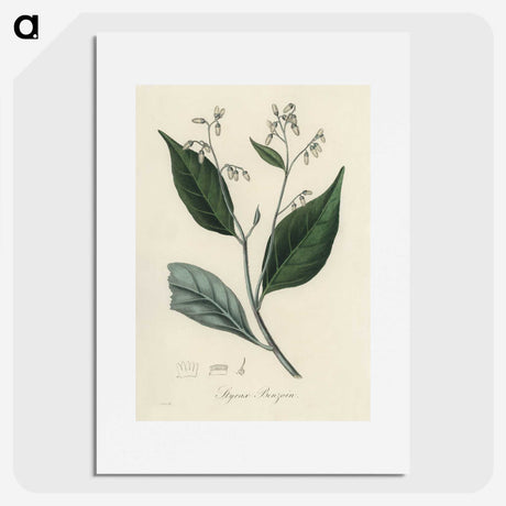 2-34_Medical-Botany_picture
