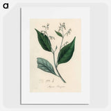 アートポスター-Styrax Benzoin Illustration
 - 薬用植物学 Poster.