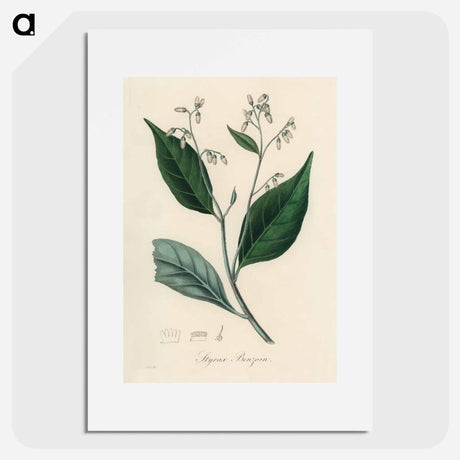 アートポスター-Styrax Benzoin Illustration
 - 薬用植物学 Poster.