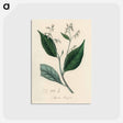アートポストカード-Styrax Benzoin Illustration
 - 薬用植物学 Postcard.