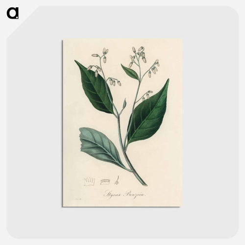 Styrax Benzoin Illustration
 - Medicinal Botany Postcard.