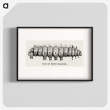 2-34_Moths-and-Butterflies-of-the-United-States_blk