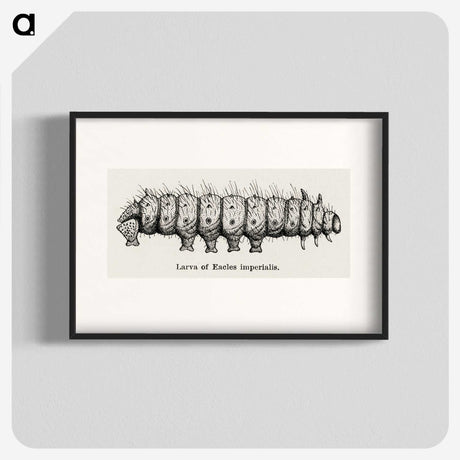 2-34_Moths-and-Butterflies-of-the-United-States_blk