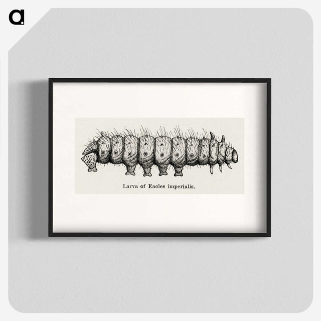 2-34_Moths-and-Butterflies-of-the-United-States_blk