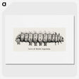 2-34_Moths-and-Butterflies-of-the-United-States_picture