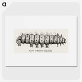 2-34_Moths-and-Butterflies-of-the-United-States_picture