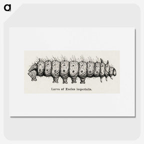 2-34_Moths-and-Butterflies-of-the-United-States_picture