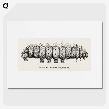 2-34_Moths-and-Butterflies-of-the-United-States_picture