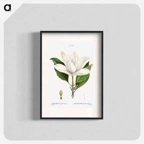 アートポスター-Southern magnolia - ピエール ジョゼフ ルドゥーテ Poster.
