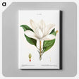 アートパネル-Southern magnolia - ピエール ジョゼフ ルドゥーテ Canvas.