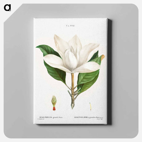 アートパネル-Southern magnolia - ピエール ジョゼフ ルドゥーテ Canvas.